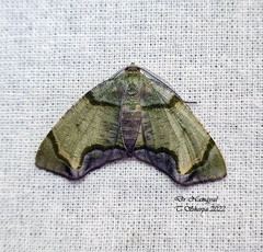 Achrosis incitata