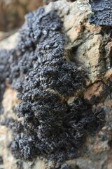 Pseudephebe minuscula