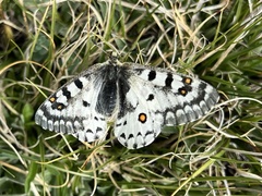 Parnassius behrii