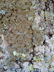 Parmotrema subtinctorium