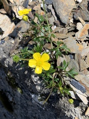 Ranunculus formosa-montanus