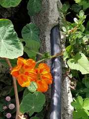 Tropaeolum majus
