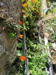 Tropaeolum majus