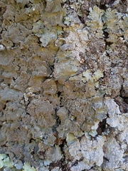 Parmotrema subtinctorium