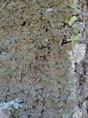 Parmotrema subtinctorium