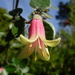 Australian Fuchsia - Photo (c) Gravitywave, some rights reserved (CC BY-NC-SA)