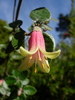 Australian Fuchsia - Photo (c) Gravitywave, some rights reserved (CC BY-NC-SA)