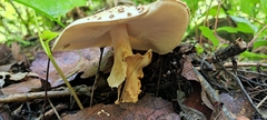 Amanita rubescens rubescens