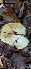 Amanita rubescens rubescens