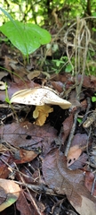 Amanita rubescens rubescens