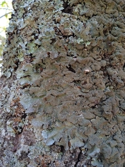 Parmotrema subtinctorium