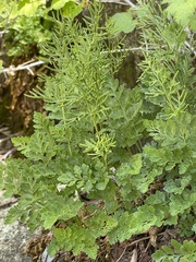 Cryptogramma acrostichoides
