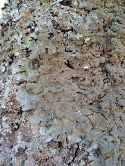 Parmotrema subtinctorium