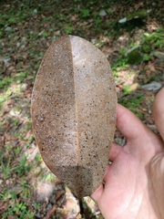 Magnolia tamaulipana