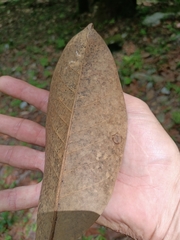 Magnolia tamaulipana