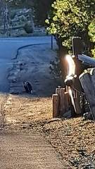 Vulpes vulpes necator