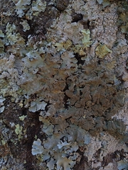 Parmotrema subtinctorium