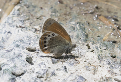 Coenonympha gardetta