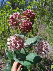 Asclepias otarioides