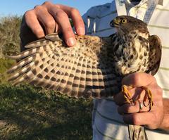 Accipiter minullus