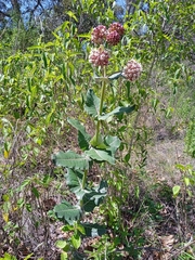 Asclepias otarioides