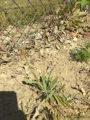 Plantago lanceolata