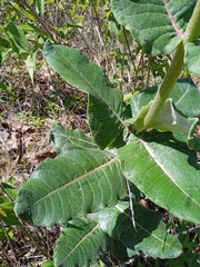 Asclepias otarioides