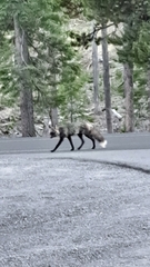 Vulpes vulpes necator