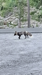 Vulpes vulpes necator