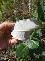 Asclepias otarioides