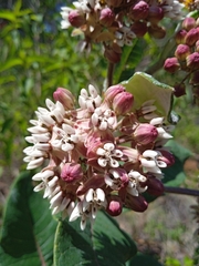 Asclepias otarioides