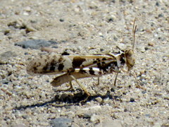 Dissosteira spurcata