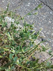 Melilotus albus