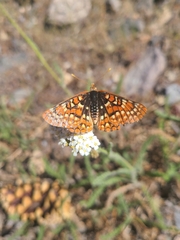 Euphydryas chalcedona sierra