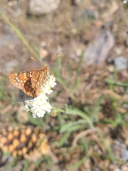 Euphydryas chalcedona sierra