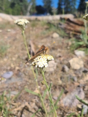 Euphydryas chalcedona sierra