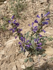 Penstemon moffatii