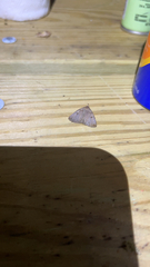 Zanclognatha laevigata