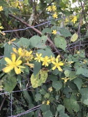 Triumfetta semitriloba