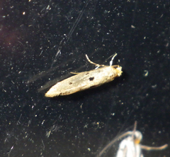 Tinea trinotella