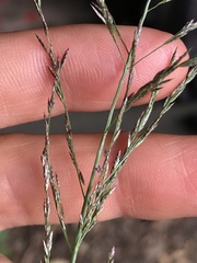 Eragrostis multicaulis