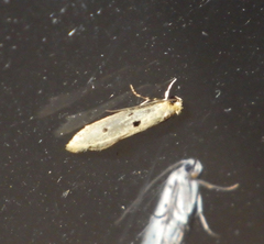 Tinea trinotella