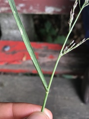 Eragrostis multicaulis