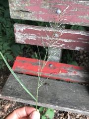 Eragrostis multicaulis