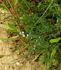 Astragalus tenuifolius