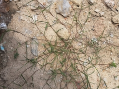 Eriochloa procera