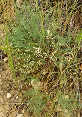 Astragalus tenuifolius