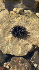 Echinometra oblonga