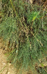 Astragalus tenuifolius