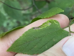Phyllonorycter celtisella